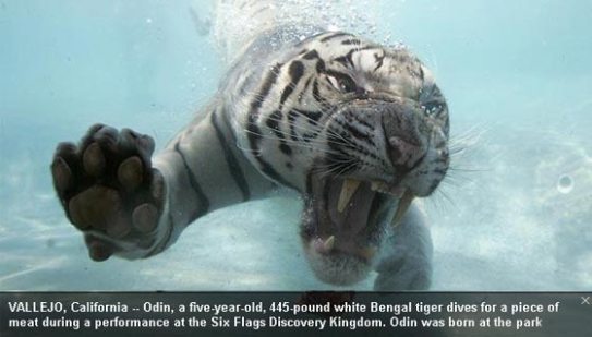 Save Tiger Bengal-tiger