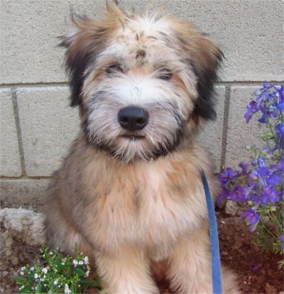 wheaten terrier for sale